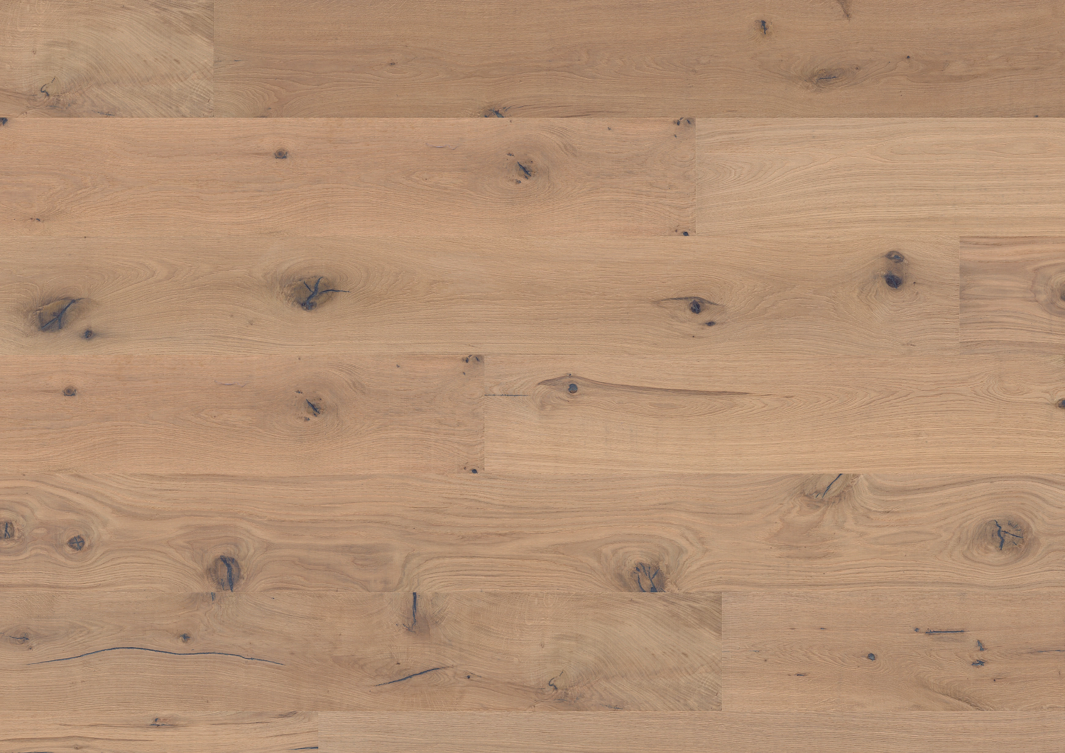 Oak No. 6 - Stirling