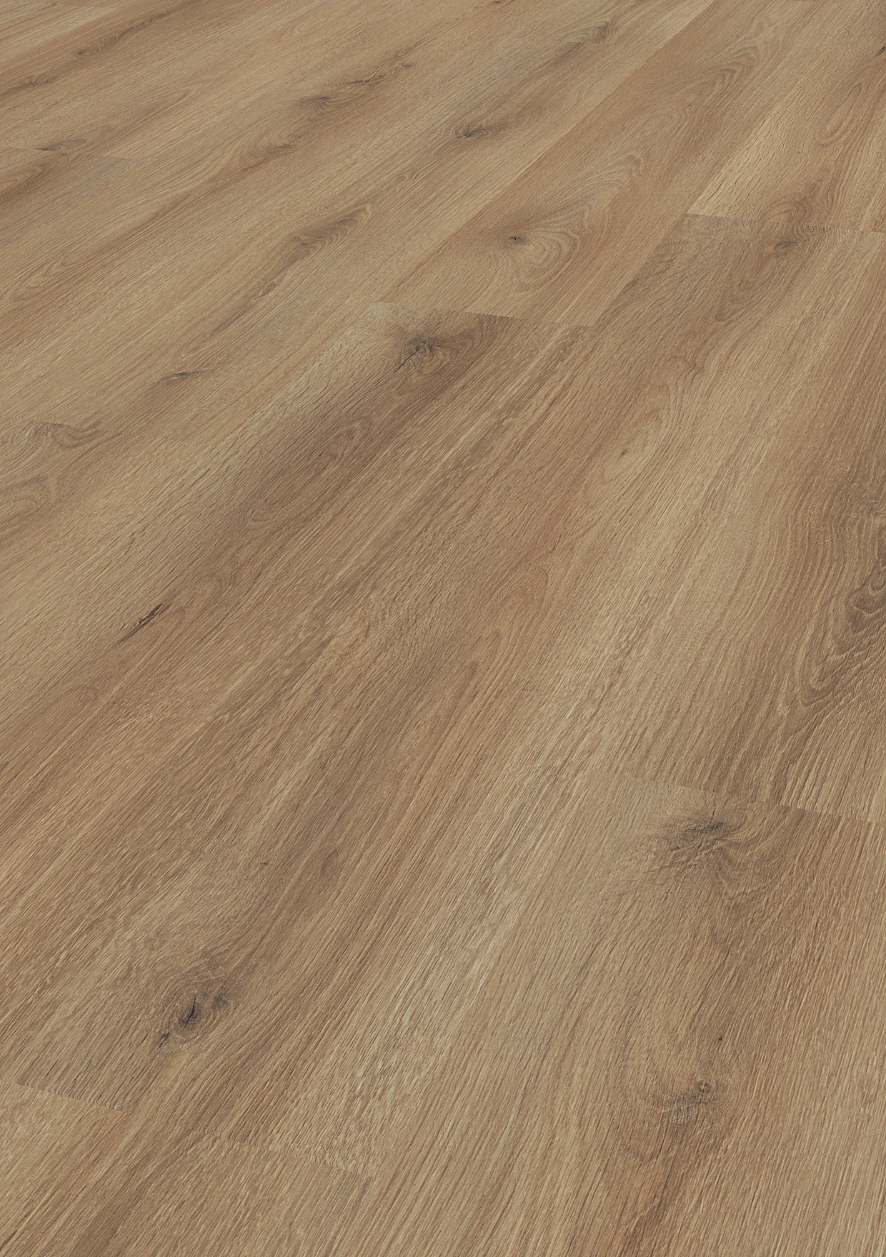 Oak Aurelia