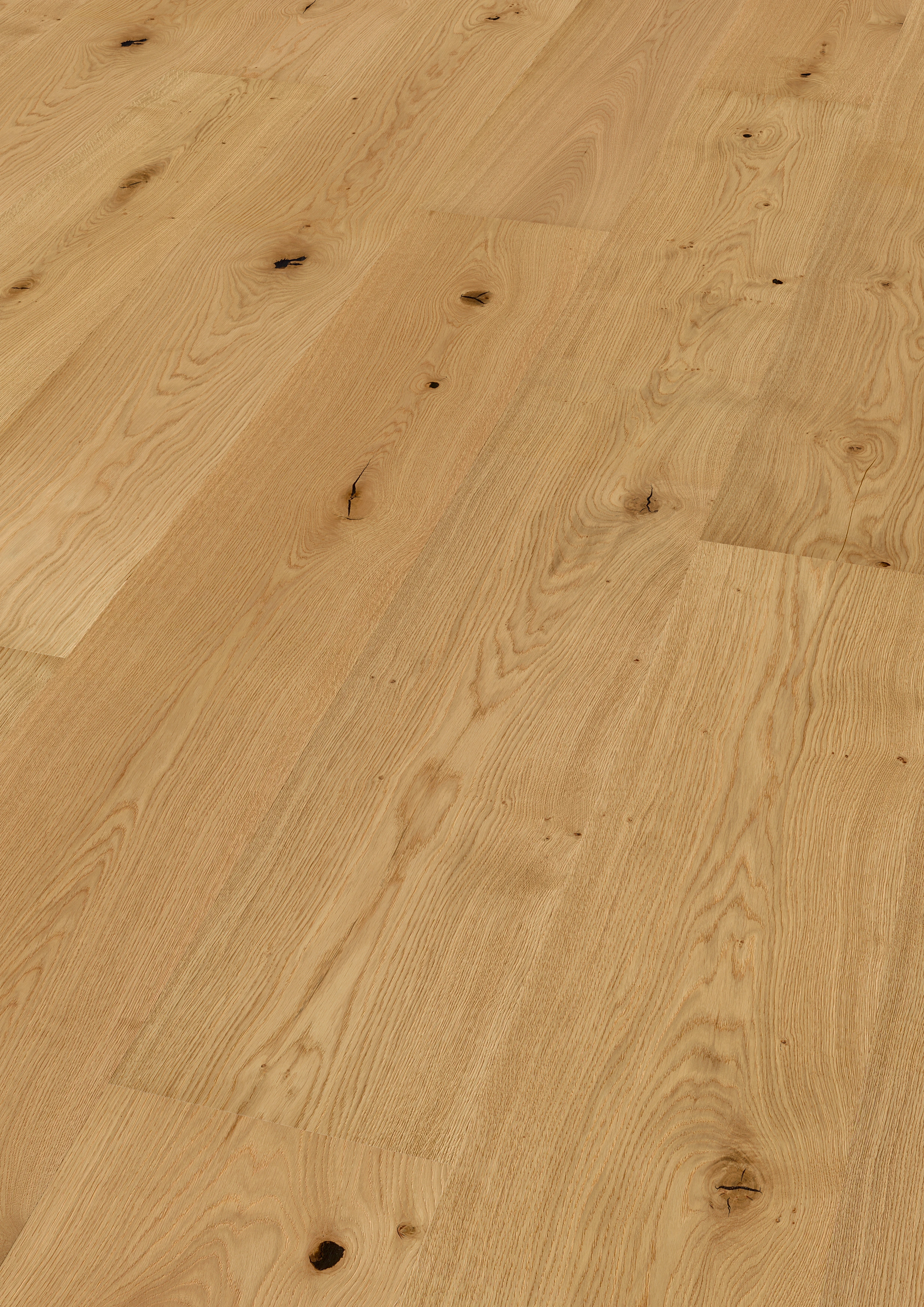 Oak No.33 - Clarence
