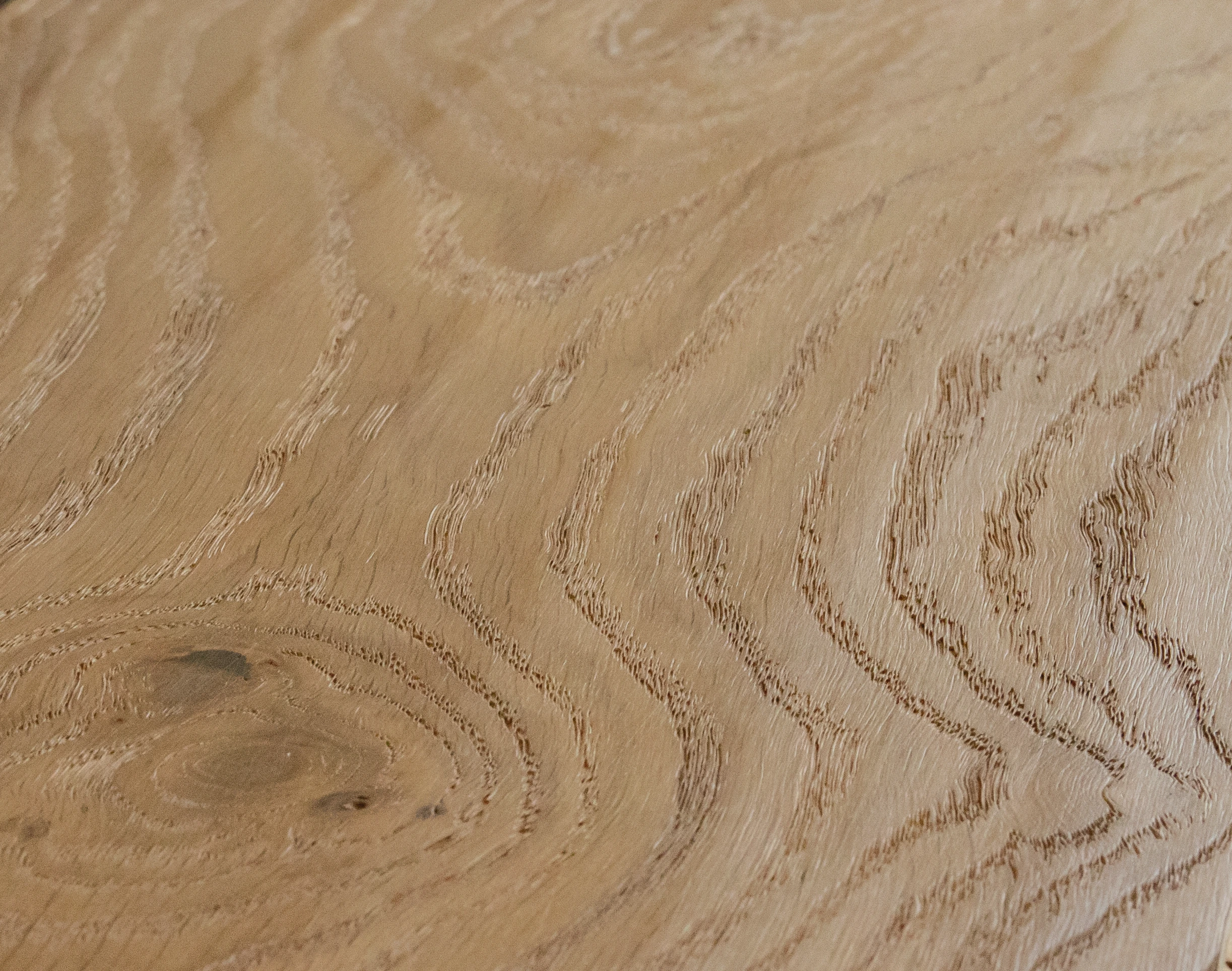 Oak No.21 - Warwick