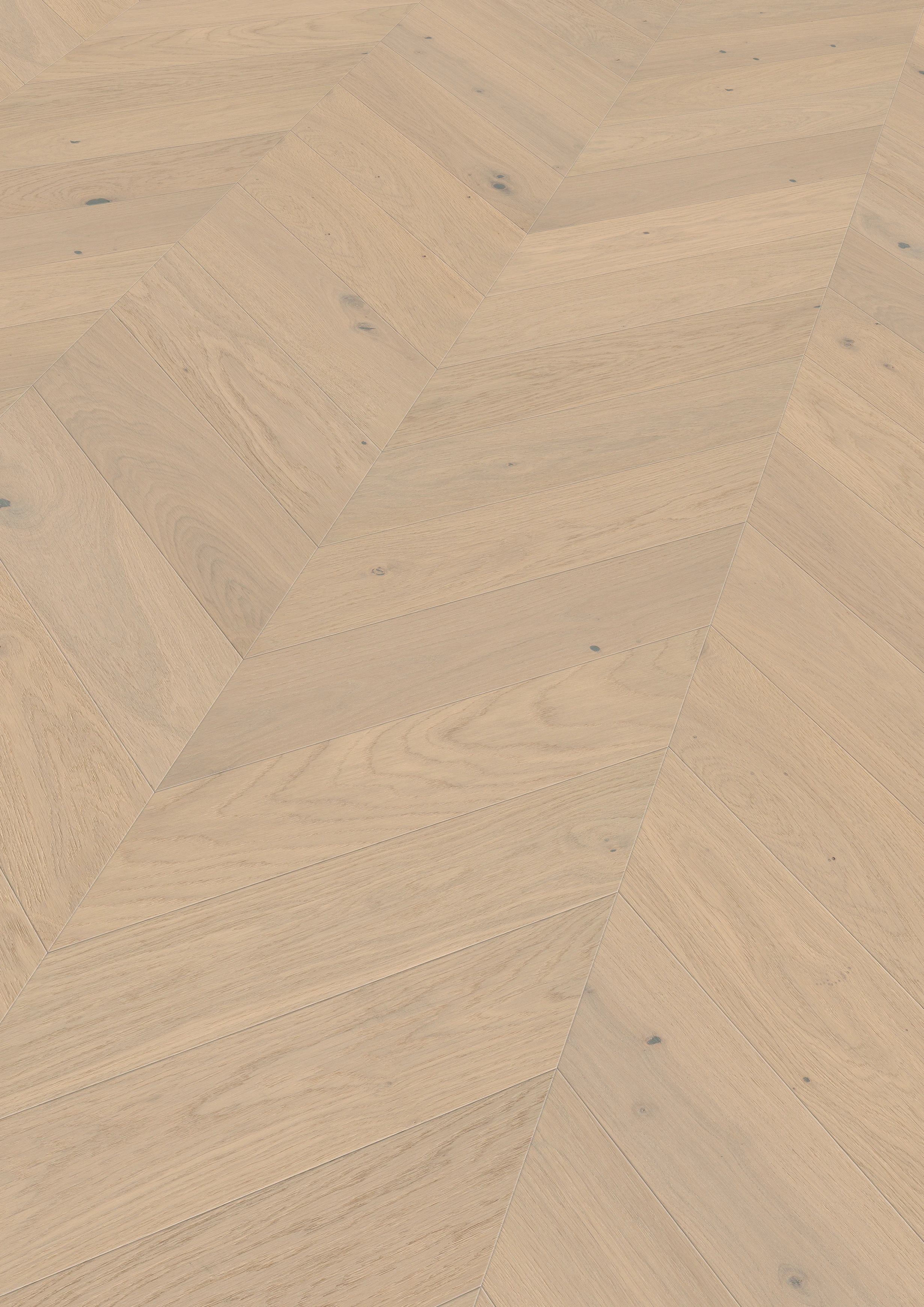 Oak Het Zand