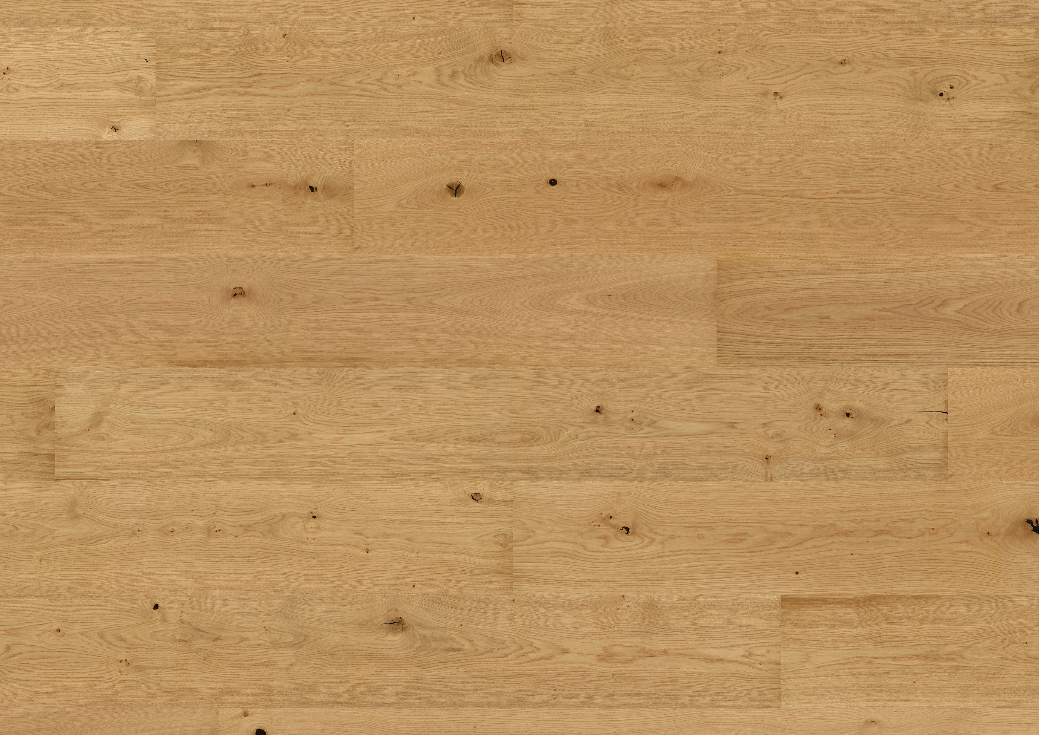 Oak No.33 - Clarence