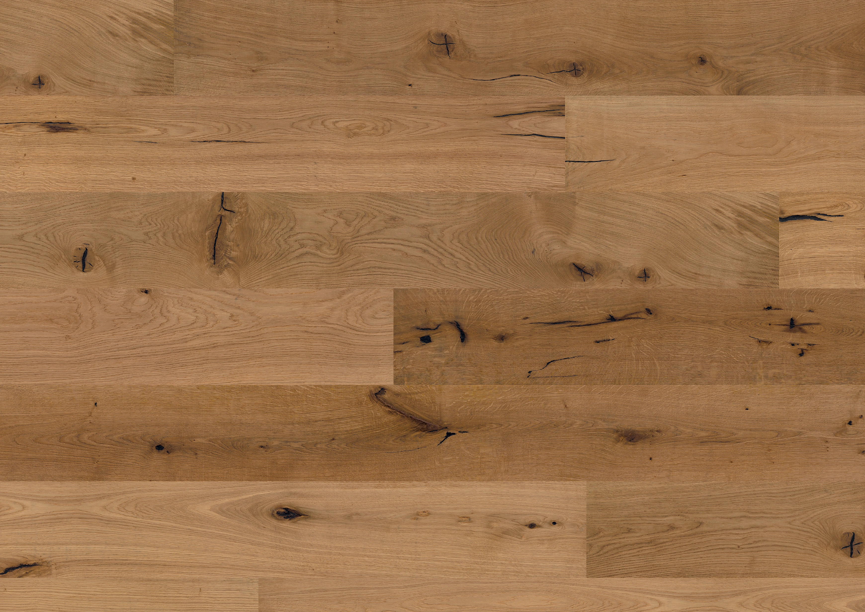 Oak No. 24 - Glasgow