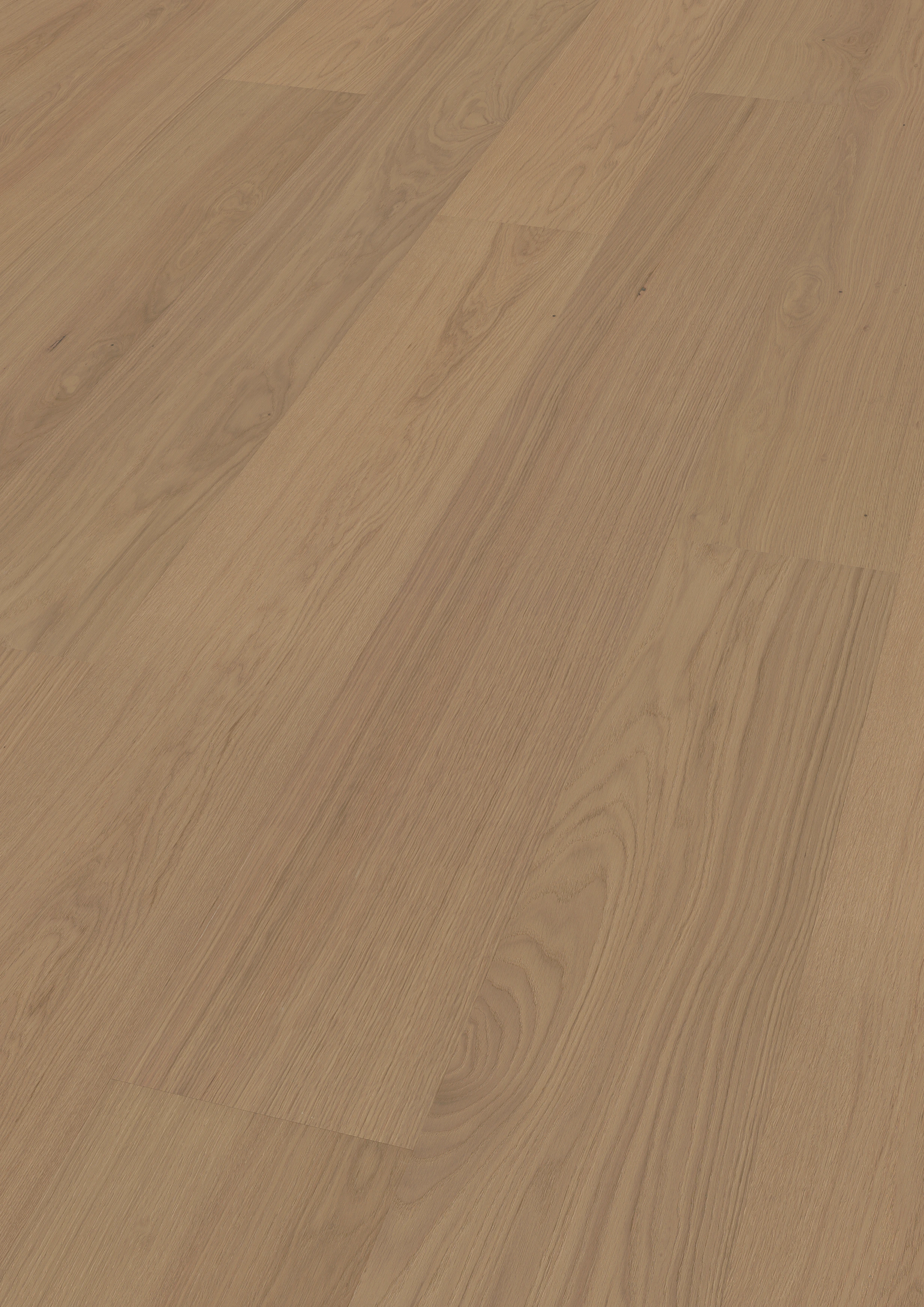 Dąb Thousand Islands