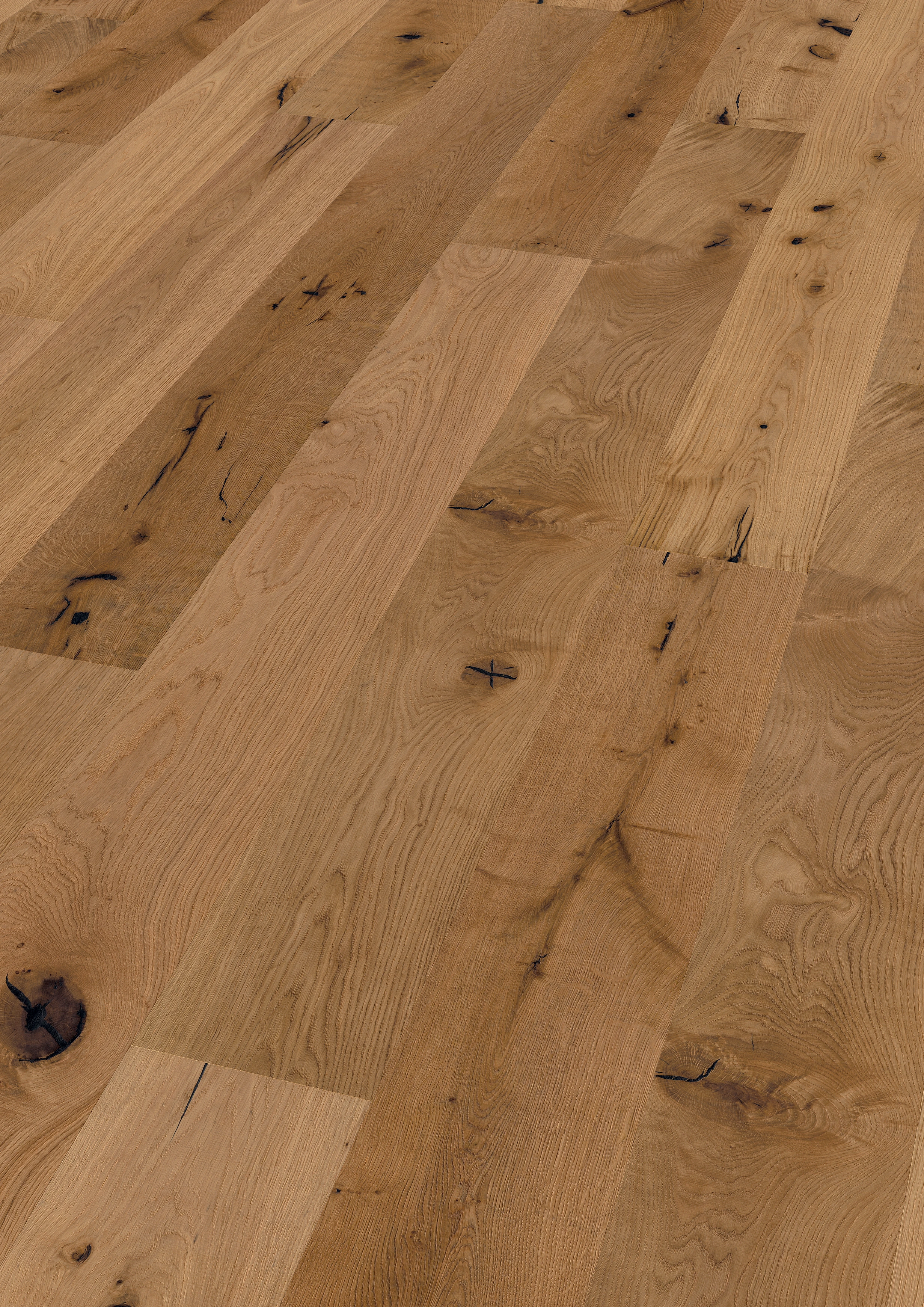 Oak No. 24 - Glasgow