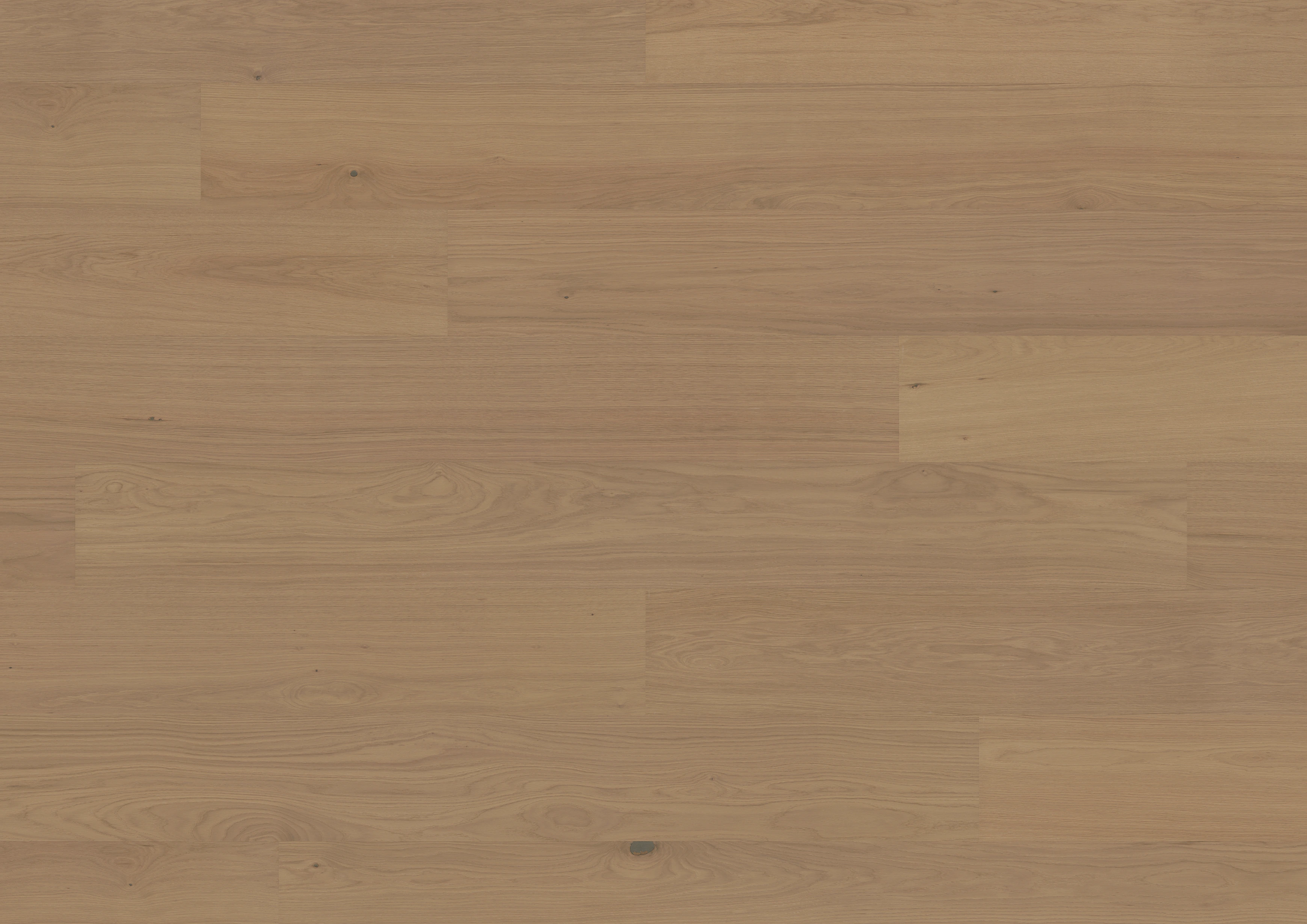 Dąb Thousand Islands