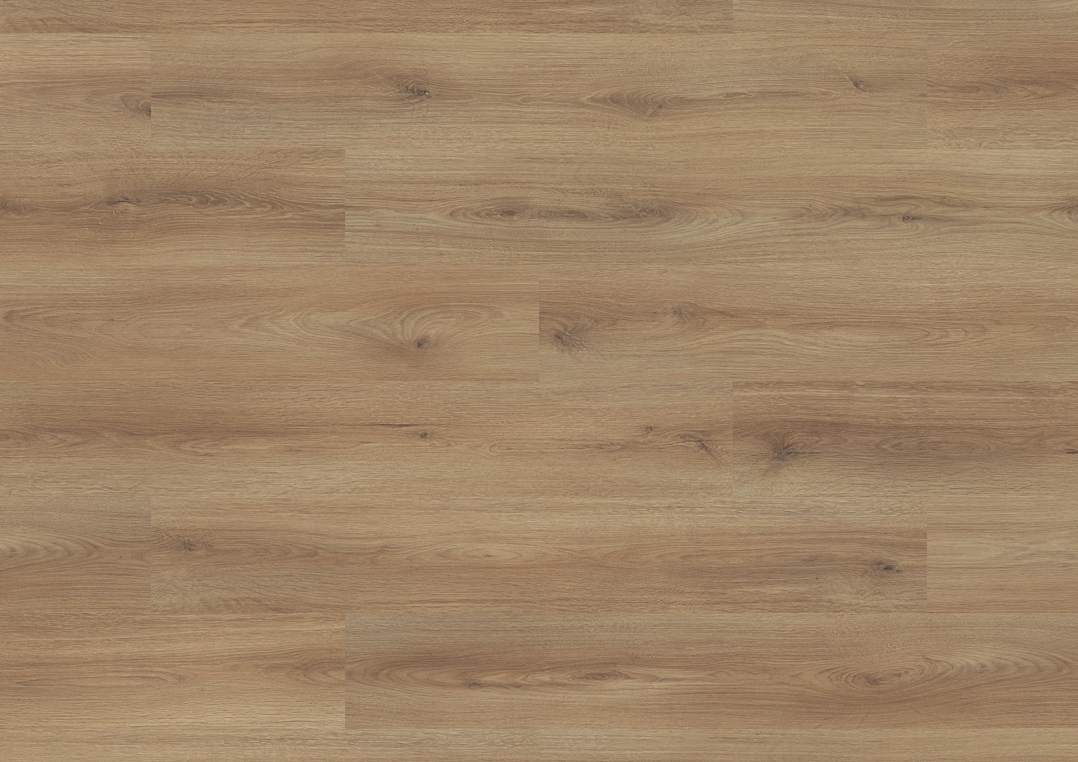 Oak Aurelia