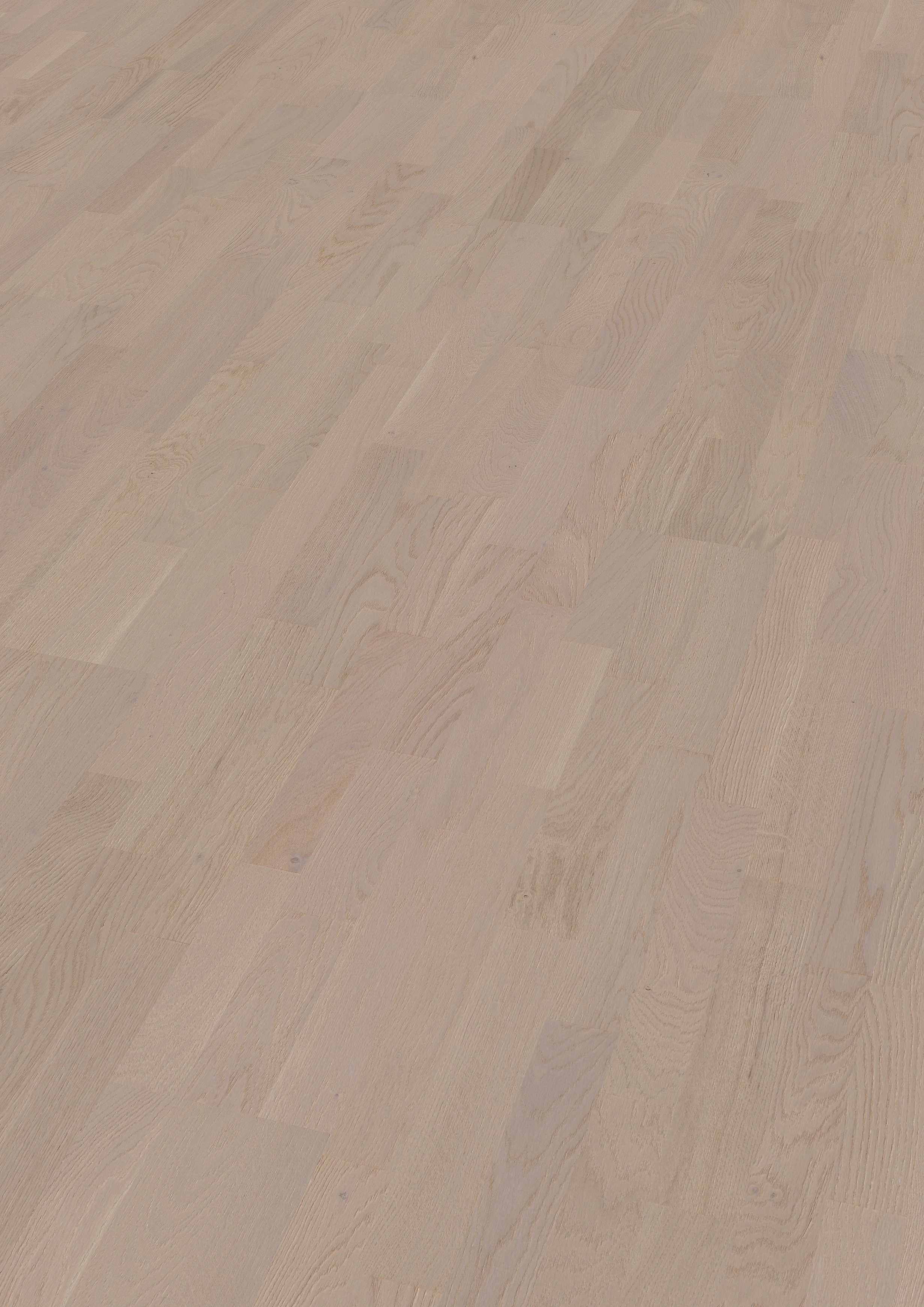Oak Saar