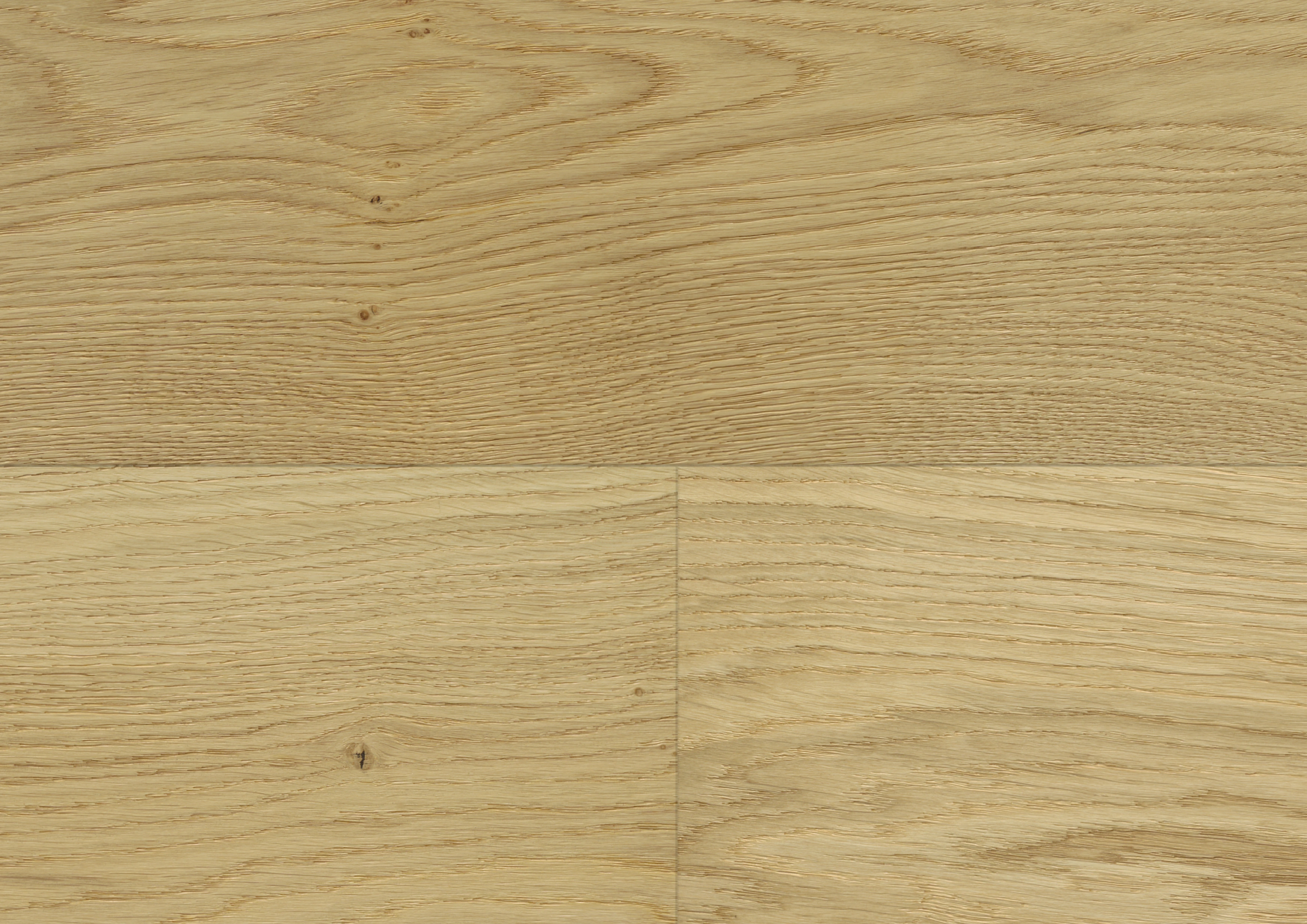 Oak No.33 - Clarence
