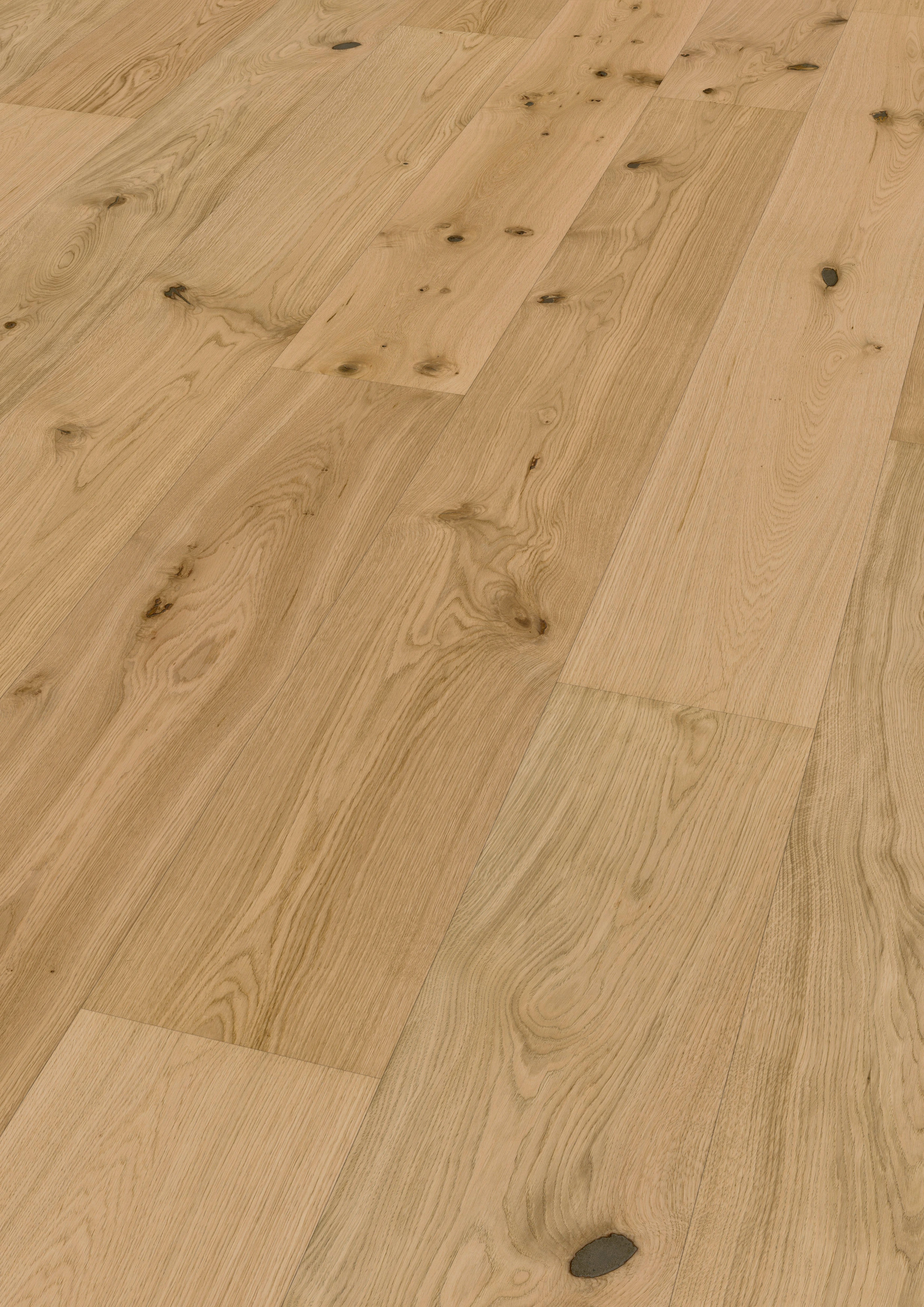 Chêne Caledonian Forest