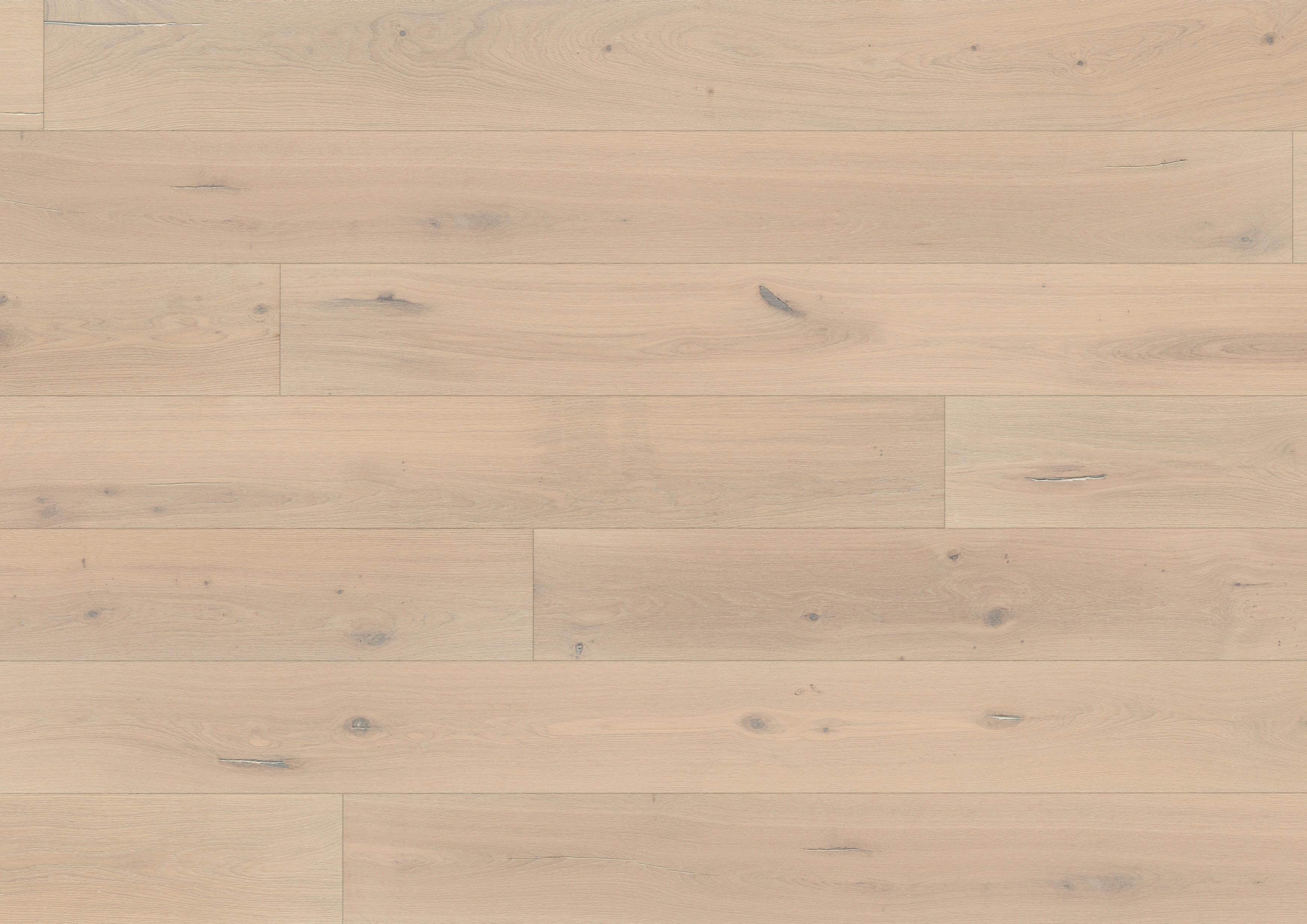 Dąb unikalny piaskowy beż